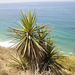 mojave yucca (Medium)