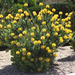 yellow pincushion (Medium)