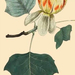 275-Liriodendron-Tulipifera-Common-Tulip-Tree (Medium)