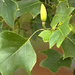 TulipTree leaf (Medium)