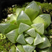 haworthia