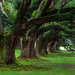 T�lgyf�k-Oak Alley Plantation-Vacherie-Louisiana-USA