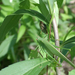 Szöcske (Tettigonia viridissima) 01