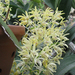 orhideák2010 006