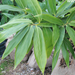 Sasa palmata levelek