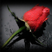 redrose