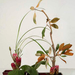 magnolia-protea-ikebana-167