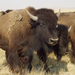 Buffalo-Herd-1-1024x768