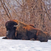 Buffalo-Resting-In-Snow-800x600