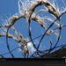 barbed-wire-blue-sky-pc08nyd1ies055-sw (Medium)