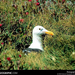 channel-islands-gull-509183-sw (Medium)