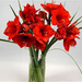 10430012-christmas-flowers-amaryllis (Small)