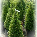 buxus (Medium)