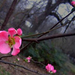 garden quince1 2005 (Medium)