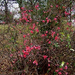 garden quince2 2005 (Medium)