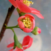 japanese Quince.283232223 std (Medium)