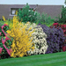 Flowering shrubs (Medium)