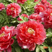 luoyang-red.peony-many