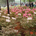 luoyang-red.white.peony-garden