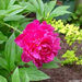 peony-2003-05