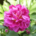 peony-2007-09