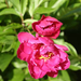 peony-2009-03