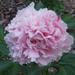 Peony Pink Swan