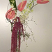 amaranthus-anthurium-DSCN13 (Medium)