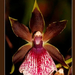 2007 Orchidea15 200