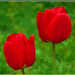 tulipán-pár
