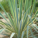 Yucca Variegata