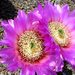 Echinocereus reichenbachii