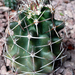 Echinocereus triglochidiacus