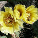 Opuntia13