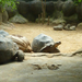 galapagoszi teknősök