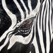 Zebra eye (Ilse Kleyn)