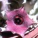 Huernia macrocarpa