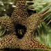 Huernia pillansii