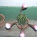 Kaktusz Klárinál