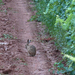 Rabbit in the vineyard
