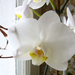 orchidea virág